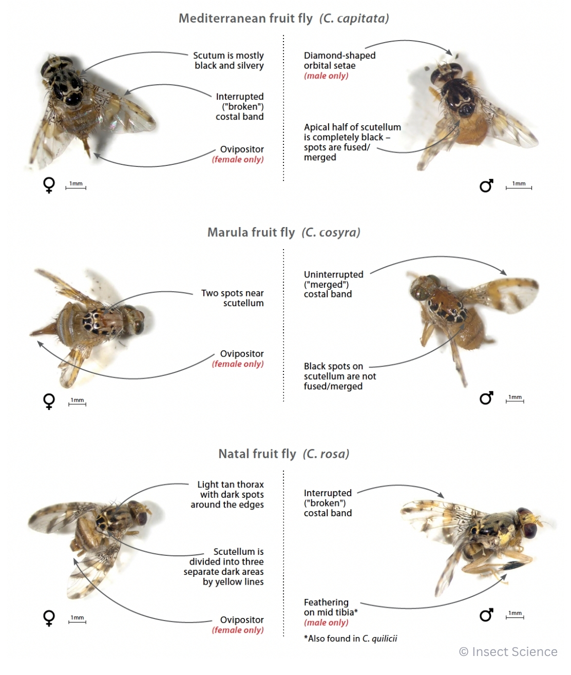 Identification guide for Mediterranean, Marula and Natal fruit flies